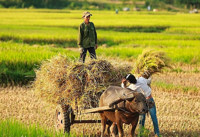 Gi&aacute; l&uacute;a gạo h&ocirc;m nay 17/6/2024: gi&aacute; l&uacute;a quanh mốc 7.400 - 7.800 đồng/kg. Ảnh minh họa.