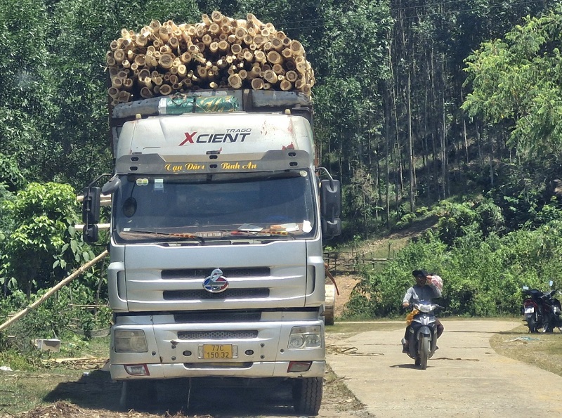 Phương tiện vận tải tự &yacute; cắm cọc, chất gỗ keo tr&agrave;m vượt qu&aacute; th&agrave;nh th&ugrave;ng cho ph&eacute;p ngay cạnh đường m&ograve;n Hồ Ch&iacute; Minh qua tỉnh Quảng B&igrave;nh&nbsp;