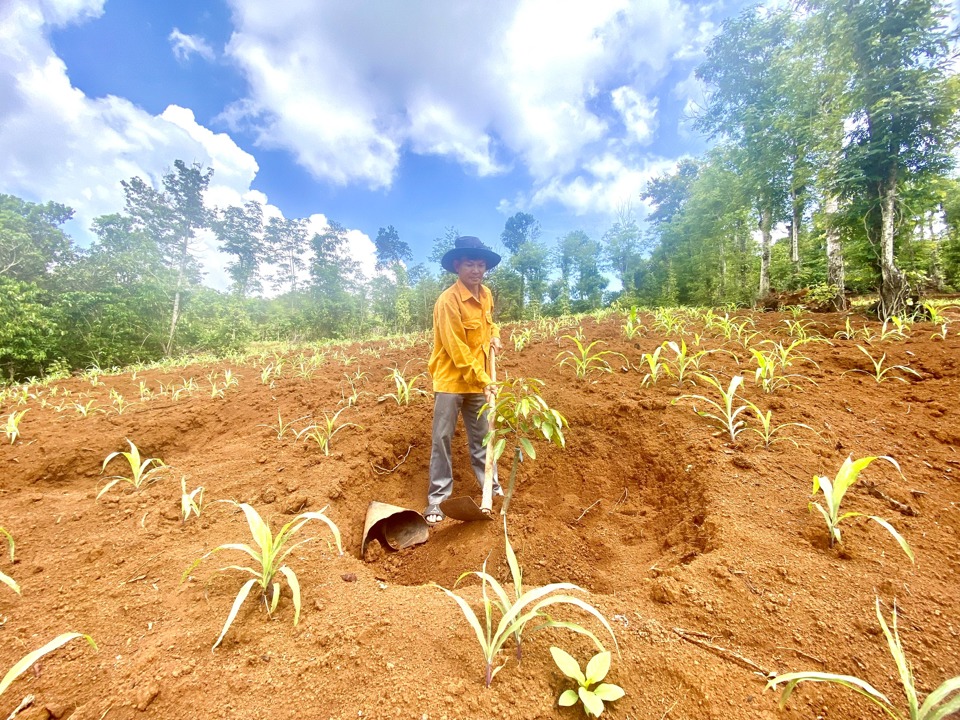 &Ocirc;ng Nguyễn Huy Hảo t&aacute;i sản xuất tr&ecirc;n đất quy hoạch Dự &aacute;n Khu đ&ocirc; thị mới tổ 4 phường Nghĩa Đức, th&agrave;nh phố Gia Nghĩa, tỉnh Đắk N&ocirc;ng.