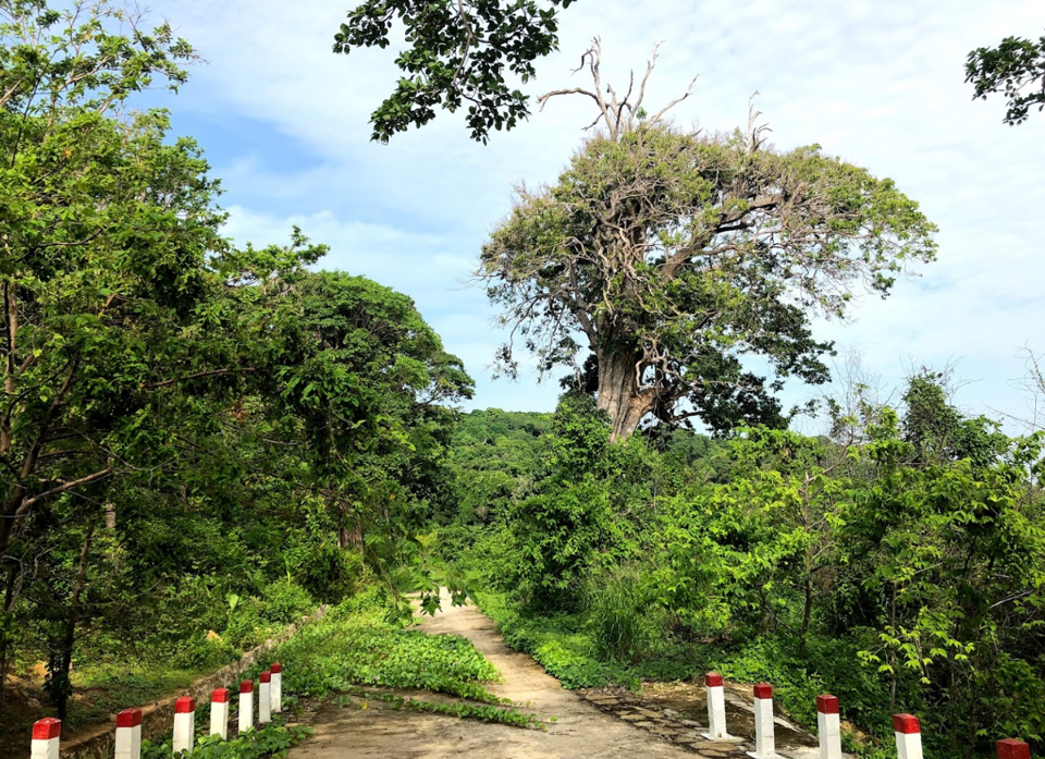 Rừng nguy&ecirc;n sinh tr&ecirc;n đảo H&ograve;n Khoai (CTV)