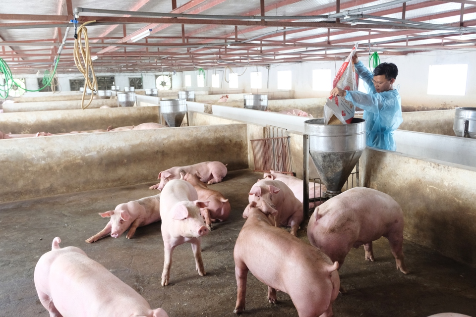 Chăn nu&ocirc;i an to&agrave;n sinh học l&agrave; giải ph&aacute;p ngăn chặn bệnh dịch tả lợn ch&acirc;u Phi b&ugrave;ng ph&aacute;t, l&acirc;y lan.