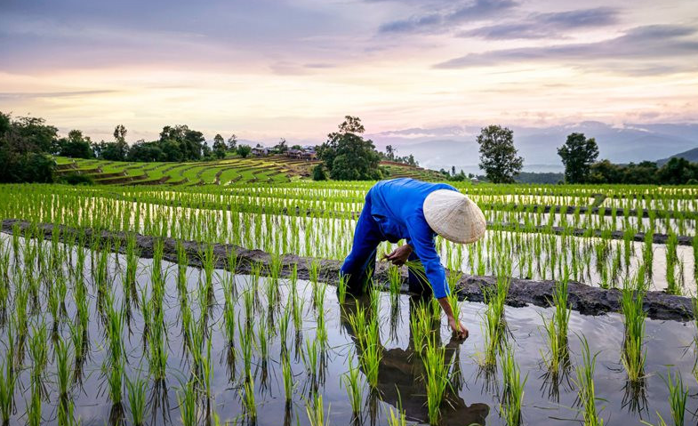 Giá lúa gạo hôm nay 21/6/2024: giá lúa giảm mạnh, giá gạo biến động trái chiều