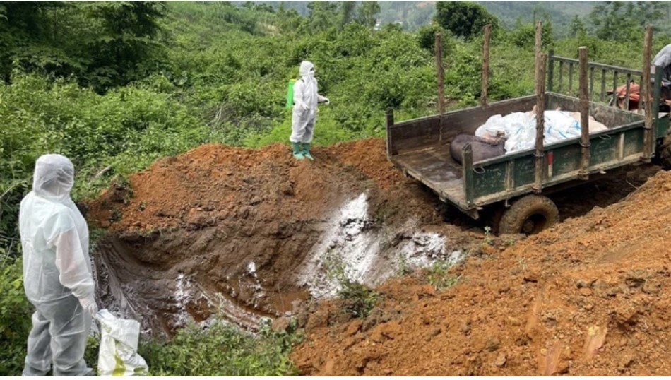 Ti&ecirc;u hủy lợn mắc bệnh dịch tả lợn ch&acirc;u Phi. Ảnh: TTXVN ph&aacute;t