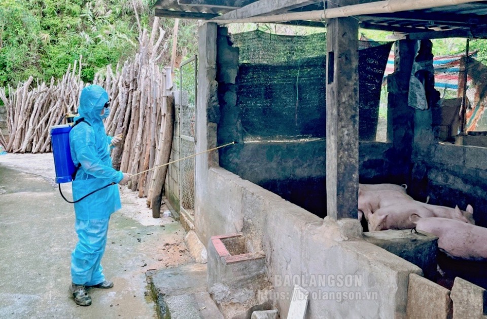 Phun thuốc ti&ecirc;u độc, khử tr&ugrave;ng chuồng nu&ocirc;i, bảo vệ đ&agrave;n lợn tại tỉnh Lạng Sơn. Ảnh: B&aacute;o Lạng Sơn.