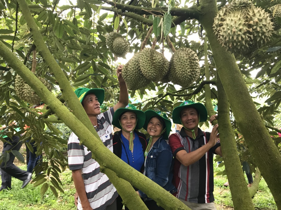 C&acirc;y sầu ri&ecirc;ng sử dụng ph&acirc;n b&oacute;n Ph&uacute; Mỹ c&oacute; năng suất cao, mẫu m&atilde; đẹp, chất lượng thơm ngon