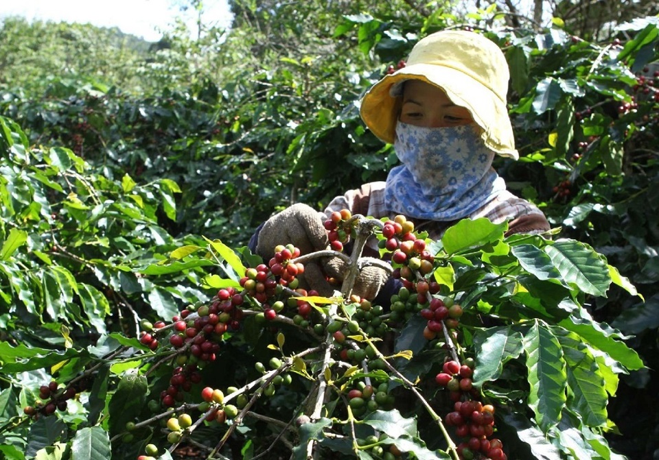 Giá cà phê hôm nay 27/6: Arabica kéo Robusta giảm, chờ dữ liệu kinh tế Mỹ