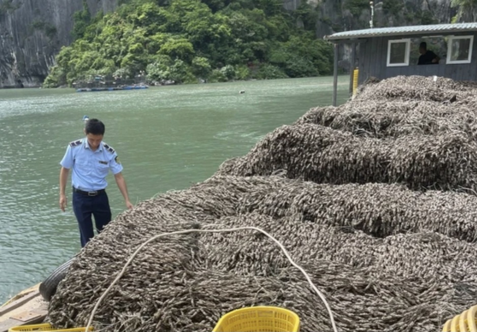 Lực lượng chức năng ph&aacute;t hiện 63 tấn h&agrave;u giống kh&ocirc;ng r&otilde; nguồn gốc.