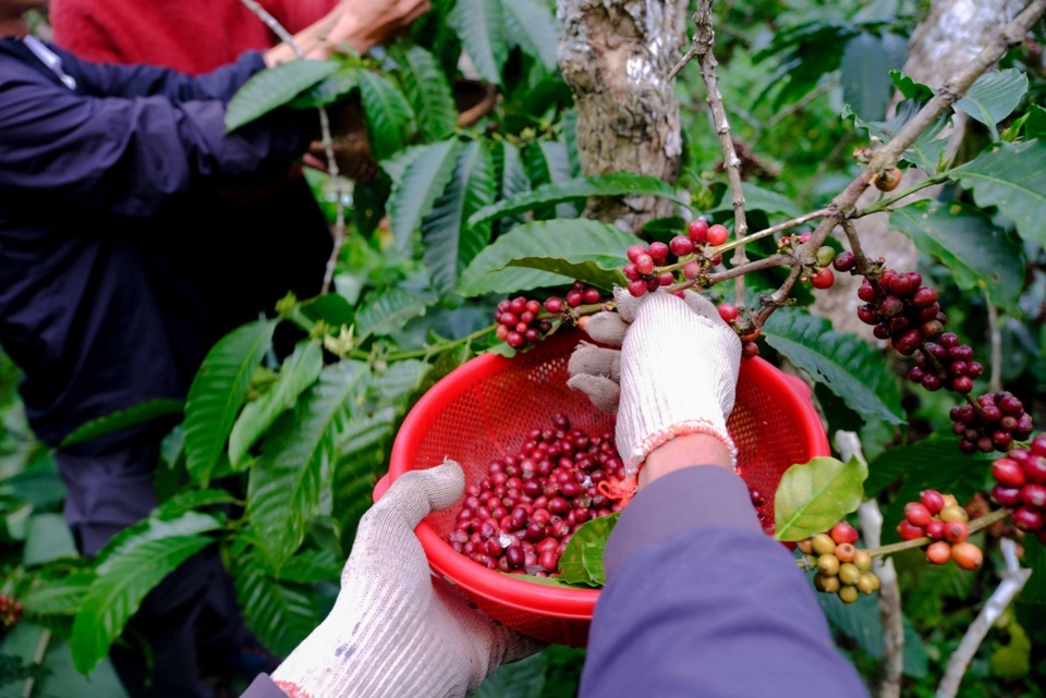 Gi&aacute; c&agrave; ph&ecirc; h&ocirc;m nay 29/6: nhận "tin vui" ở Brazil, Arabica tiếp tục tăng