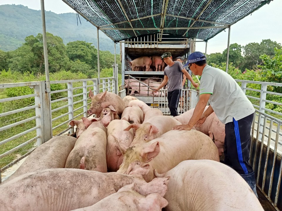 Việc di dời c&aacute;c cơ sở chăn nu&ocirc;i&nbsp; kh&ocirc;ng đảm bảo vệ m&ocirc;i trường l&agrave; cần thiết. Tuy nhi&ecirc;n cần c&oacute; sự hỗ trợ của ch&iacute;nh quyền địa phương v&agrave; c&aacute;c cơ quan chức năng trong việc di dời v&agrave; chuyển đổi nghề nghiệp.