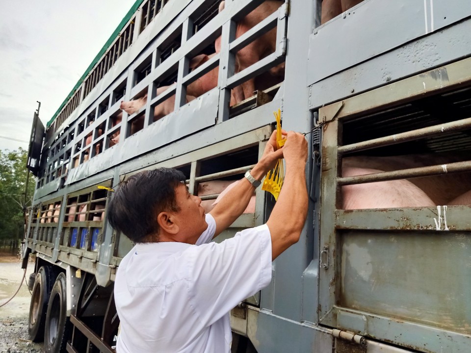 C&aacute;n bộ ng&agrave;nh chăn nu&ocirc;i th&uacute; y kiểm tra heo chăn nu&ocirc;i từ trang trại gia c&ocirc;ng trước khi xuất ra thị trường.