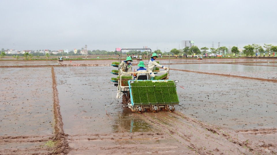 Gieo cấy l&uacute;a bằng mạ khay, m&aacute;y cấy tại x&atilde; Nam Phong (huyện Ph&uacute; Xuy&ecirc;n).