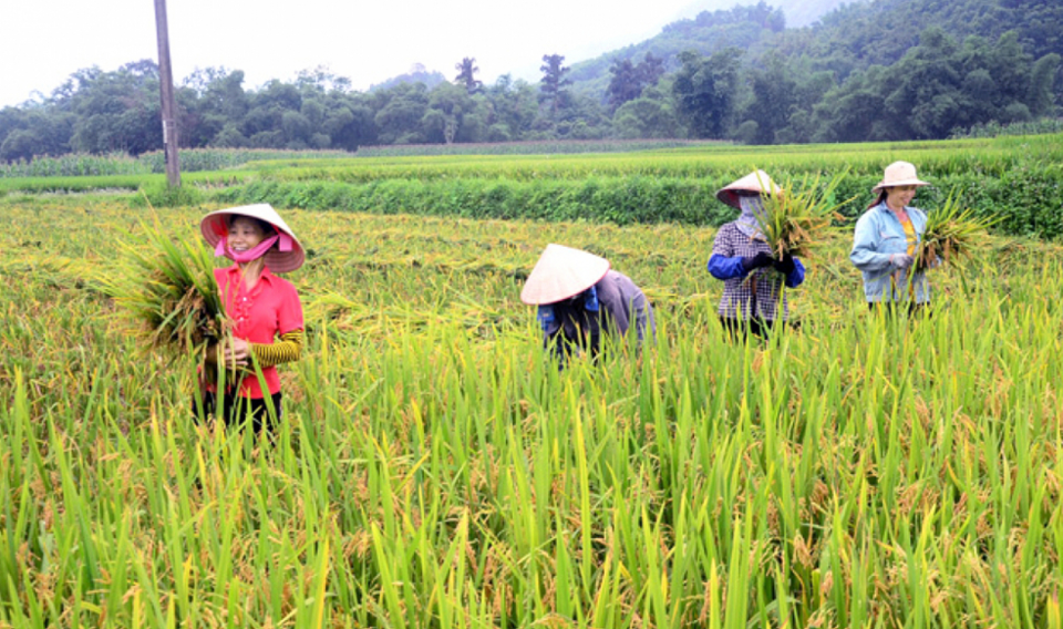 Gi&aacute; l&uacute;a gạo h&ocirc;m nay 30/6/2024: gi&aacute; gạo giảm 100 đồng/kg. Ảnh minh họa.