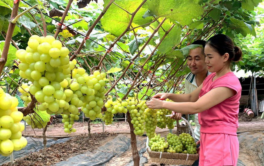 M&ocirc; h&igrave;nh trồng nho sữa trong nh&agrave; lưới ở x&atilde; Ph&uacute; Kim (huyện Thạch Thất) cho hiệu quả kinh tế cao. Ảnh: &Aacute;nh Dương.