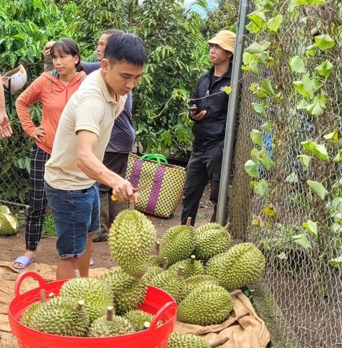 Những quả sầu ri&ecirc;ng đạt ti&ecirc;u chuyển xuất khẩu được thương l&aacute;i lựa chọn cẩn thận