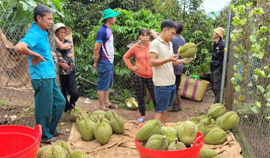 Thu hoạch sầu ri&ecirc;ng tại huyện Kr&ocirc;ng Pắc