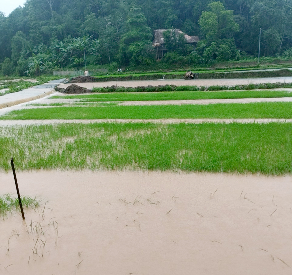 Nhiều diện t&iacute;ch l&uacute;a mới cấy của x&atilde; Ph&uacute; Linh (Vị Xuy&ecirc;n) ngập s&acirc;u trong nước.