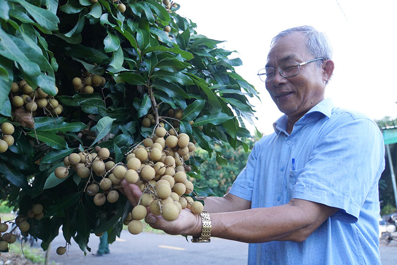 M&ocirc; h&igrave;nh trồng nh&atilde;n theo hướng sạch tại x&atilde; An Nhơn, huyện Ch&acirc;u Th&agrave;nh, tỉnh Đồng Th&aacute;p