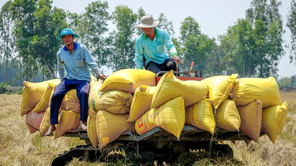 Thu hoạch l&uacute;a tại Đồng bằng s&ocirc;ng Cửu Long. Ảnh minh họa&nbsp;