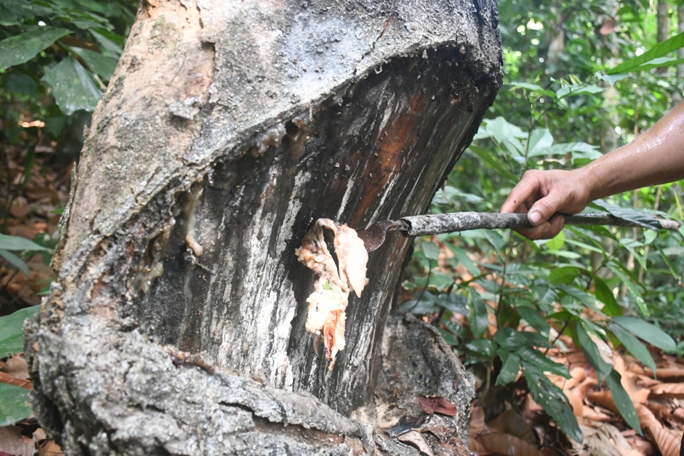 Người d&acirc;n thu nhựa dầu r&aacute;i từ "vết thương" ở gốc.