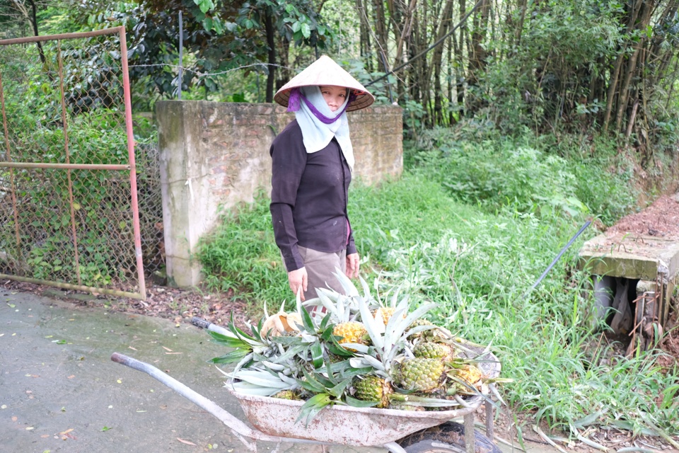 Nhiều người d&acirc;n x&atilde; Đạo Tr&ugrave; lưu luyến v&agrave; muốn giữ lại &ldquo;dứa rừng lim&rdquo; như g&igrave;n giữ một &ldquo;đặc sản&rdquo; trời ban, đ&atilde; đem lại thu nhập ổn định, bền vững cho nhiều gia đ&igrave;nh. Ảnh: Sỹ H&agrave;o.