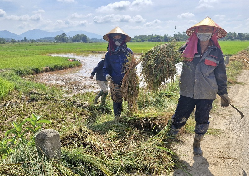 Người d&acirc;n x&atilde; Gia Hanh tiến h&agrave;nh cắt l&uacute;a để c&aacute;c b&ecirc;n li&ecirc;n quan xử l&yacute; m&ocirc;i trường