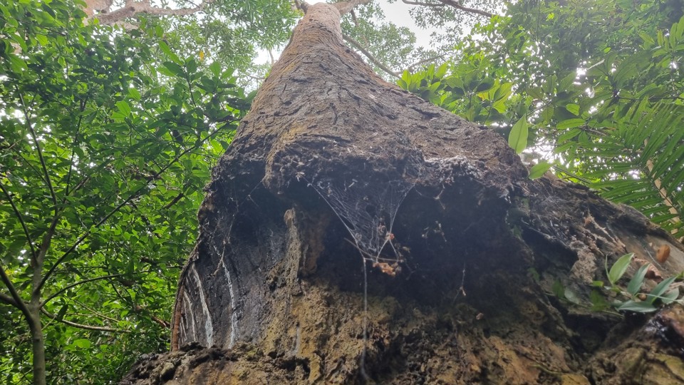 Th&acirc;n c&acirc;y dầu h&agrave;ng trăm năm tuổi.