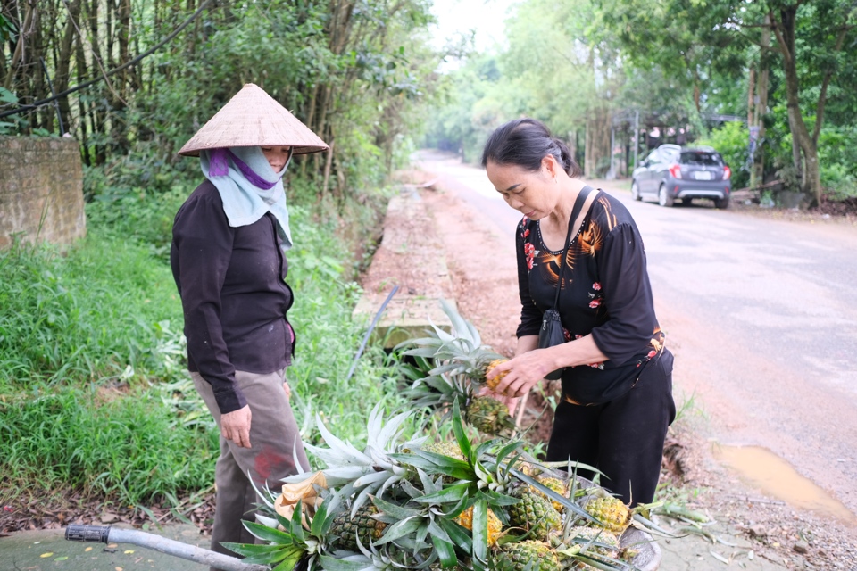 Đặc sản &ldquo;dứa rừng lim&rdquo;&nbsp; lu&ocirc;n l&agrave; niềm nhắc nhớ với những ai đ&atilde; từng nếm thử. Ảnh: Sỹ H&agrave;o.