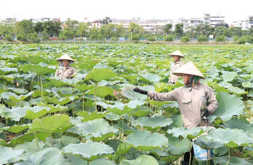 Người d&acirc;n thu hoạch sen. Ảnh: Phạm H&ugrave;ng