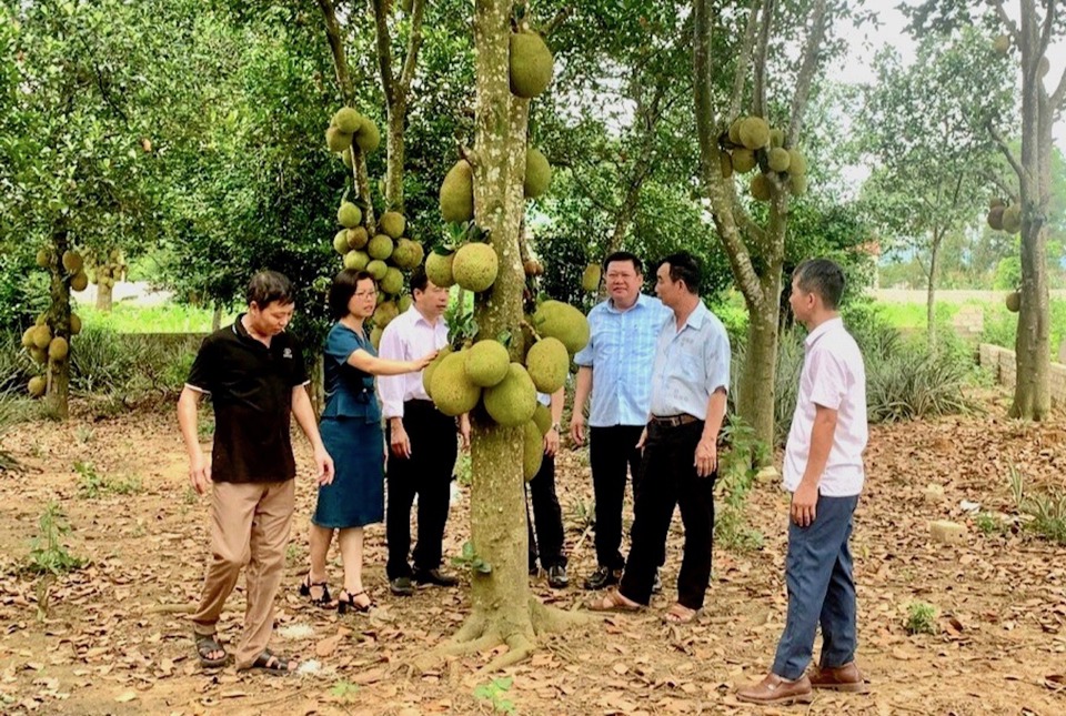 Thị x&atilde; Sơn T&acirc;y l&agrave; địa phương c&oacute; diện t&iacute;ch trồng m&iacute;t lớn nhất TP H&agrave; Nội với hơn 100ha.