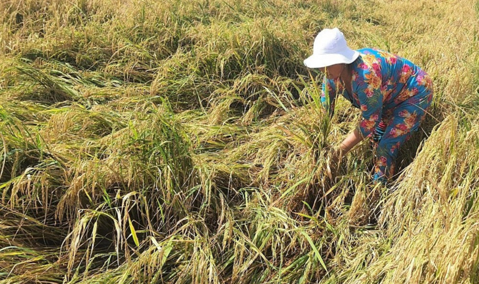 Gi&aacute; l&uacute;a gạo h&ocirc;m nay 6/7/2024: tăng giảm tr&aacute;i chiều. Ảnh minh họa.