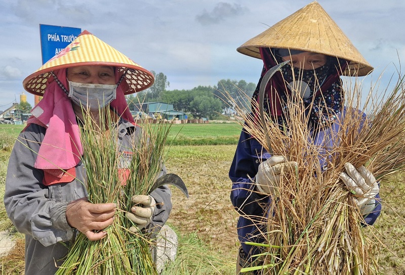 C&acirc;y l&uacute;a bị chết được người d&acirc;n tiến h&agrave;nh cắt bỏ