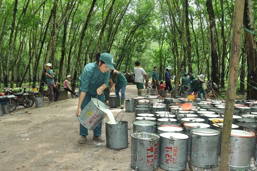 Lên sàn giúp ngành cao su Việt Nam minh bạch và nâng cao vị thế 