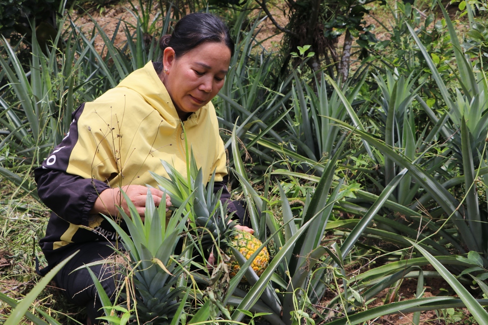 Vườn dứa của chị Phương đ&atilde; thu hoạch m&ugrave;a thứ 2.