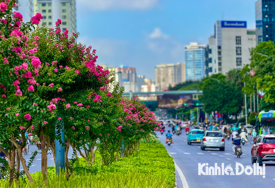 Hoa tường vi nở rộ được trồng tr&ecirc;n dải ph&acirc;n c&aacute;ch. Đường Nguyễn Ch&iacute; Thanh từng được coi l&agrave; tuyến đường kiểu mẫu "đẹp nhất Việt Nam".&nbsp;