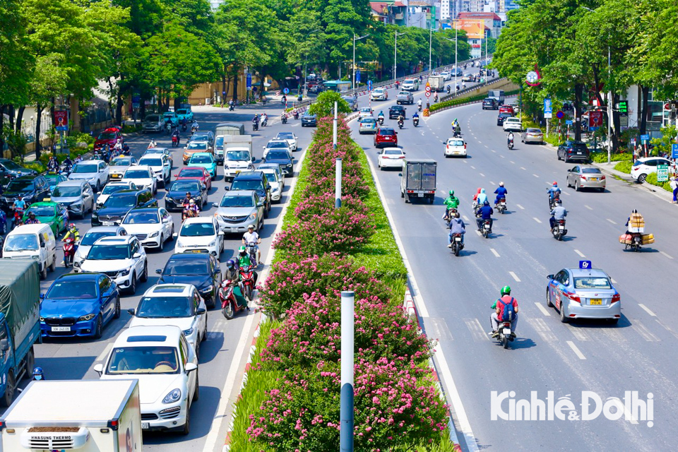 Những ng&agrave;y đầu th&aacute;ng 7, hoa tường vi đang độ bung nở rực rỡ khoe sắc lung linh trong l&ograve;ng Thủ đ&ocirc;.