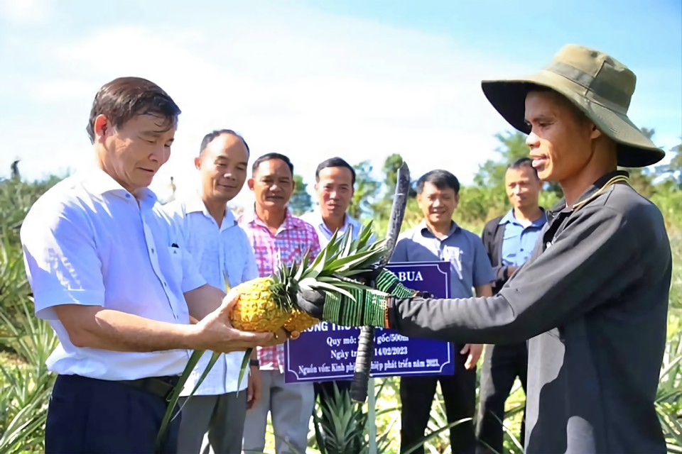 Mô hình dứa MD2 được trồng thử nghiệm tại thôn Nước Tang (xã Sơn Bua).