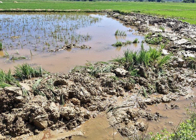 Ruộng l&uacute;a bị nhiễm dầu đ&atilde; được đắp bờ bao khoanh v&ugrave;ng, ngăn ngừa v&aacute;ng dầu chảy loang ra xung quanh