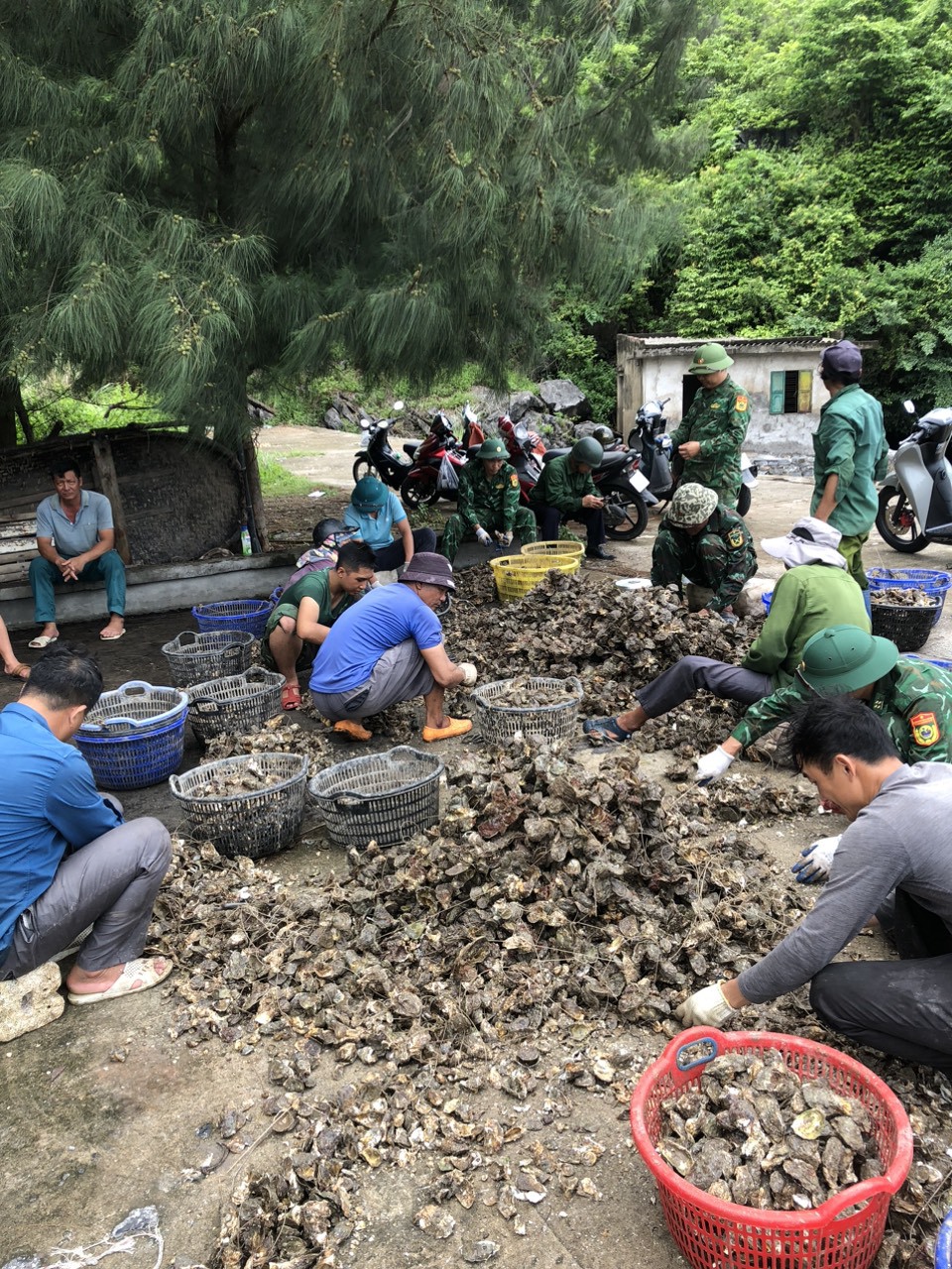 Lực lượng chức năng hỗ trợ người d&acirc;n thu hoạch h&agrave;u để trả lại m&ocirc;i trường biển. Ảnh: Vĩnh Qu&acirc;n