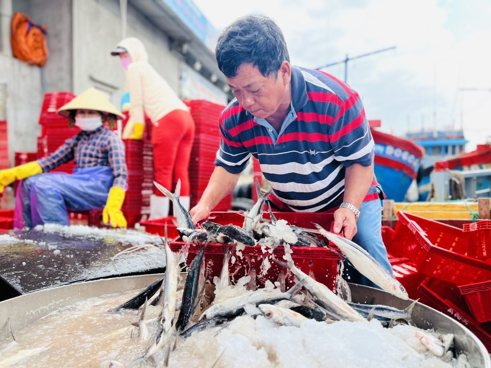 Việc truy xuất nguồn gốc thủy sản phải l&agrave;m đ&uacute;ng, đủ.