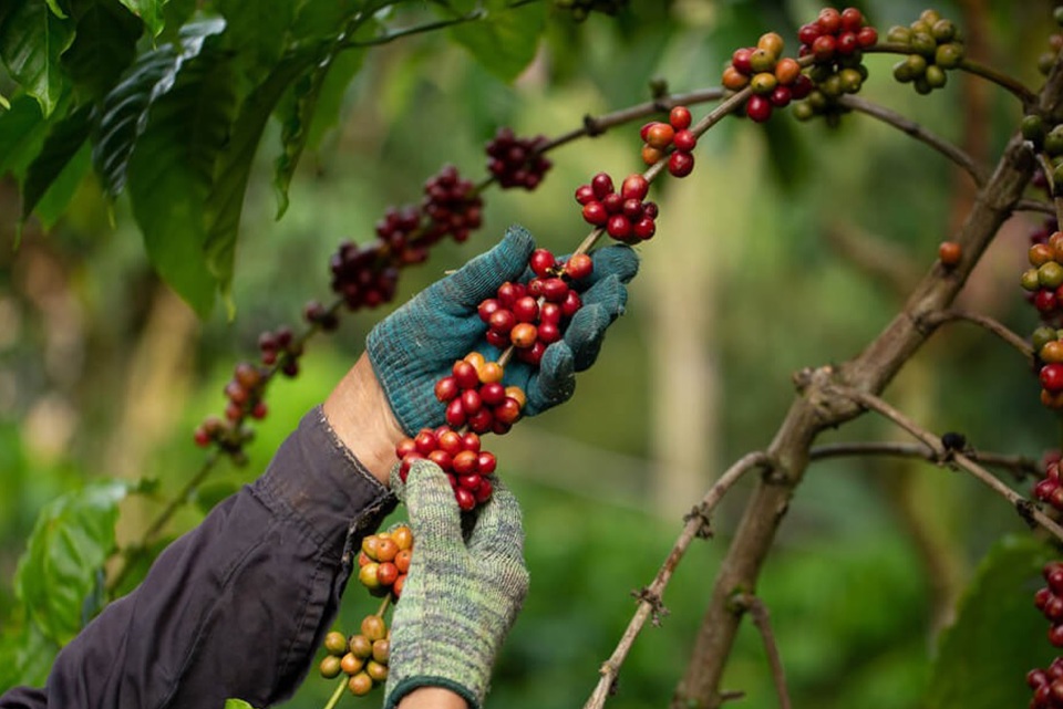 Gi&aacute; c&agrave; ph&ecirc; h&ocirc;m nay 12/7: đồng loạt tăng, Robusta tiến gần mốc cao kỷ lục &nbsp;