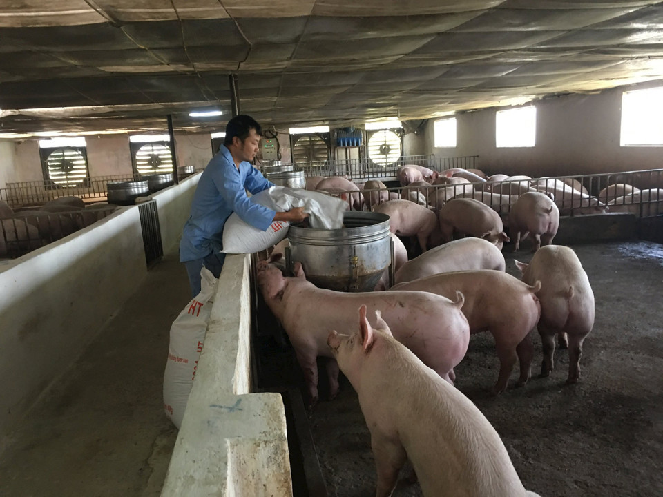 Chăn nu&ocirc;i lợn trang trại kh&eacute;p k&iacute;n gi&uacute;p k&eacute;o giảm chi ph&iacute; đầu v&agrave;o. Ảnh minh họa