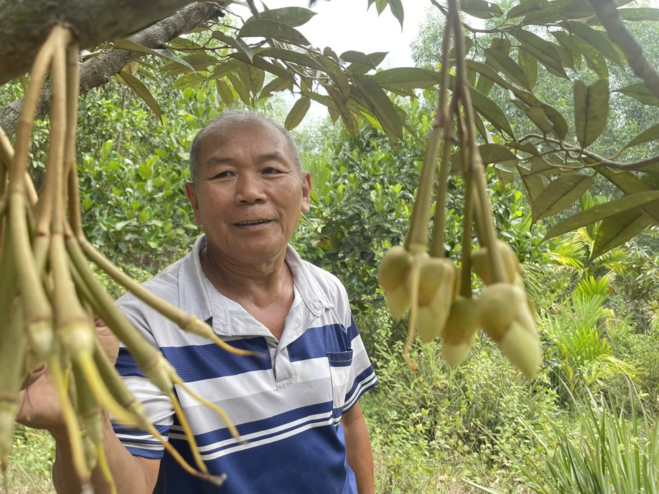 Sầu ri&ecirc;ng đ&atilde; ra lứa hoa đầu ti&ecirc;n.