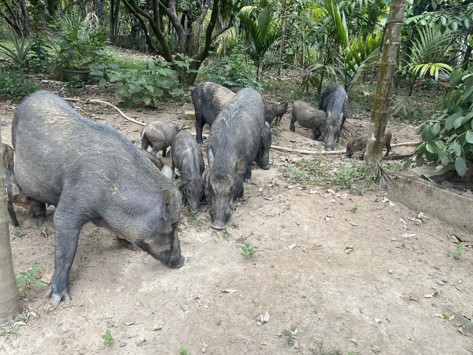 Chăn nu&ocirc;i heo mang lại thu nhập đ&aacute;ng kể cho &ocirc;ng Th&acirc;n.