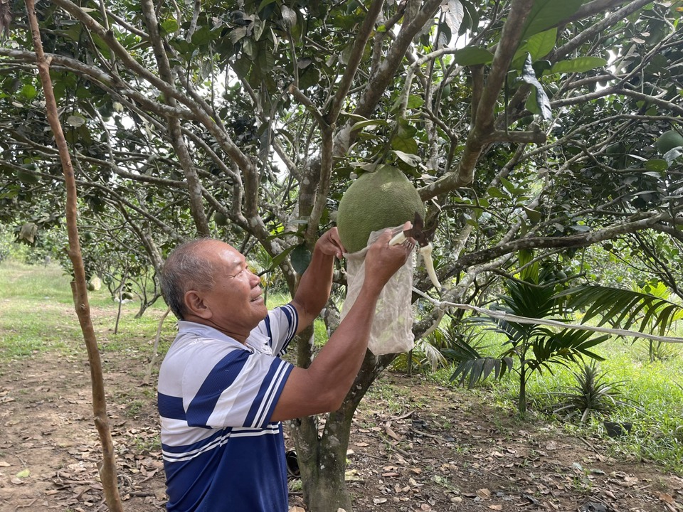 Vườn bưởi da xanh của &ocirc;ng Huỳnh Th&acirc;n.