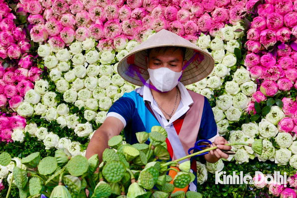 Hà Nội: người dân “check in” với tác phẩm làm từ 10.000 bông sen quan âm - Ảnh 1