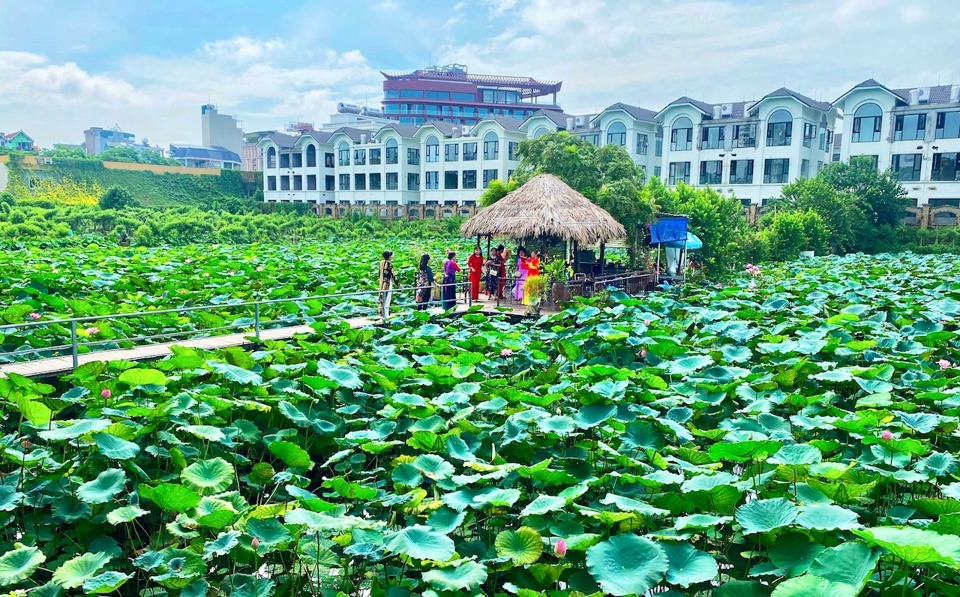 Du kh&aacute;ch trải nghiệm vườn sen tại quận T&acirc;y Hồ (TP H&agrave; Nội).