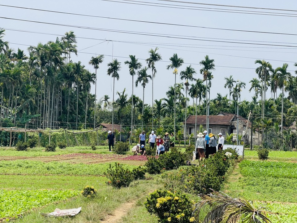 V&ugrave;ng trồng rau th&ocirc;n An M&ocirc;.