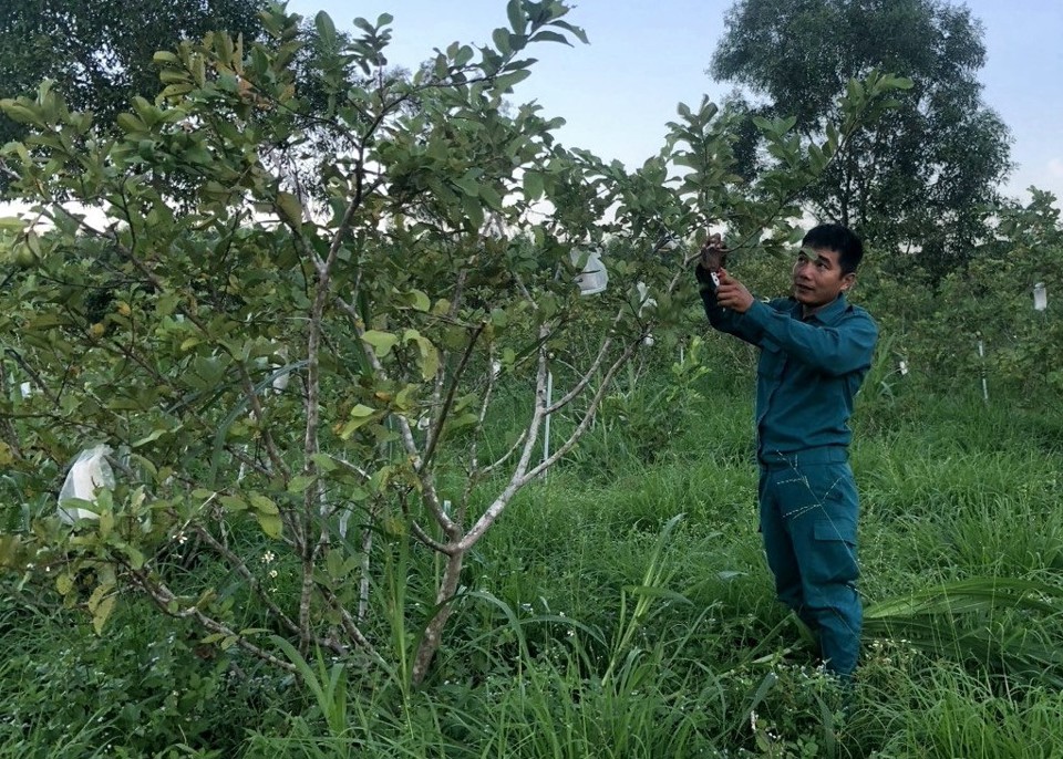 Vườn tr&aacute;i c&acirc;y của anh Ngọc.