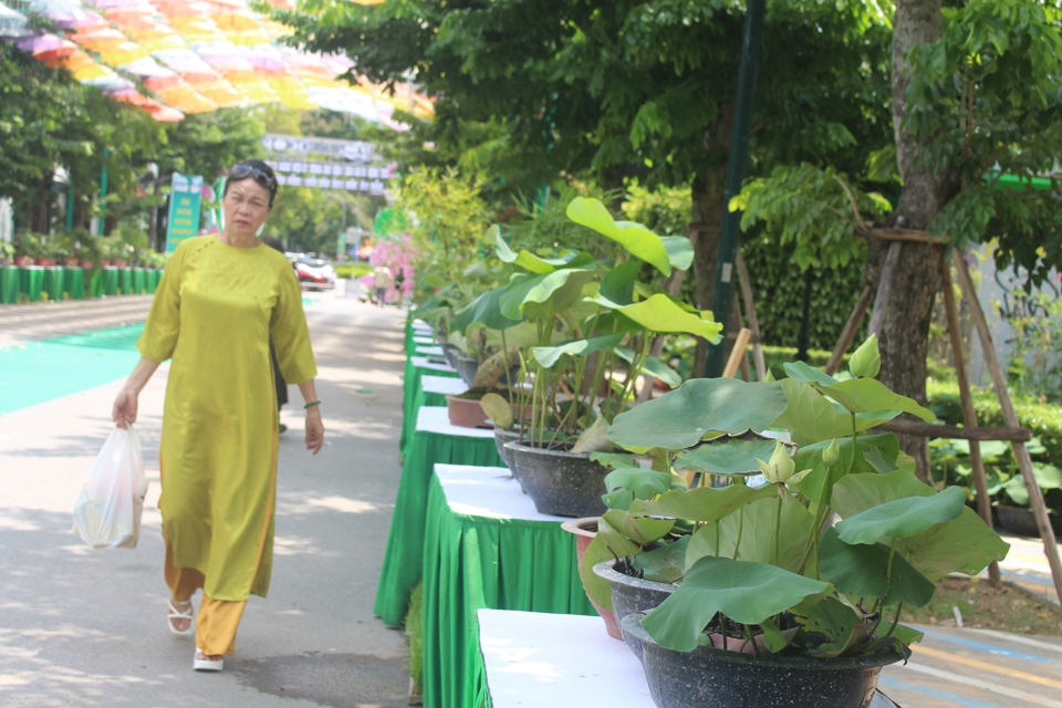 Dọc hai b&ecirc;n cổng ch&iacute;nh bước v&agrave;o Lễ hội Sen H&agrave; Nội, hơn 30 lo&agrave;i sen qu&yacute; được sắp đặt h&agrave;ng lối dẫn dắt du kh&aacute;ch như bước tr&ecirc;n thảm xanh hoa nở của những kiệt t&aacute;c từ thi&ecirc;n nhi&ecirc;n.