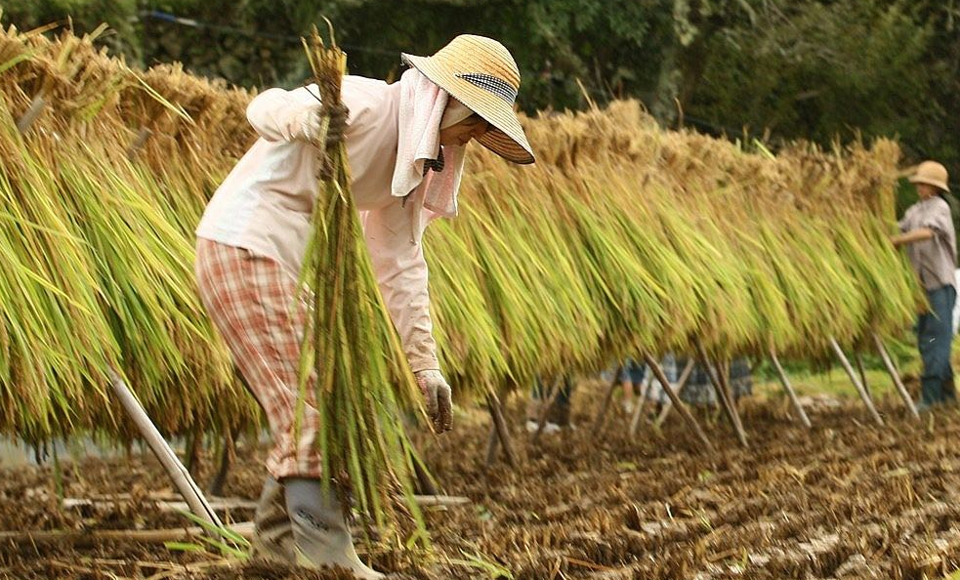 Gi&aacute; l&uacute;a gạo h&ocirc;m nay 16/7/2024: gi&aacute; gạo &iacute;t biến động. Ảnh minh họa.